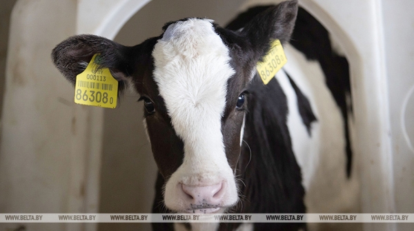 С фермы в Стародорожском районе похитили телят С фермы в Стародорожском районе похитили телят