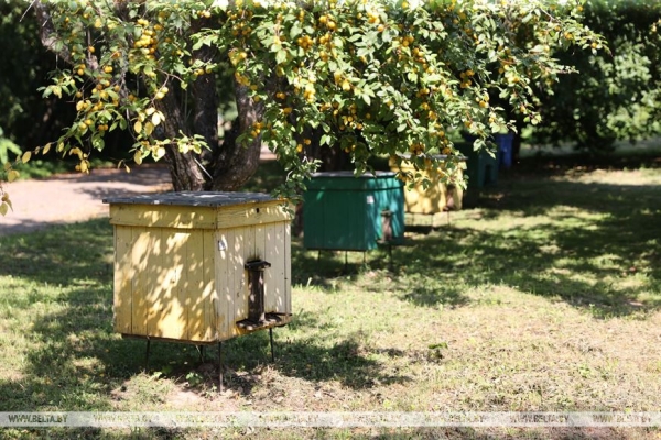 "В нашем роду невестам принято дарить пчел". Необычные традиции в этой семье живут уже семь поколений "В нашем роду невестам принято дарить пчел". Необычные традиции в этой семье живут уже семь поколений