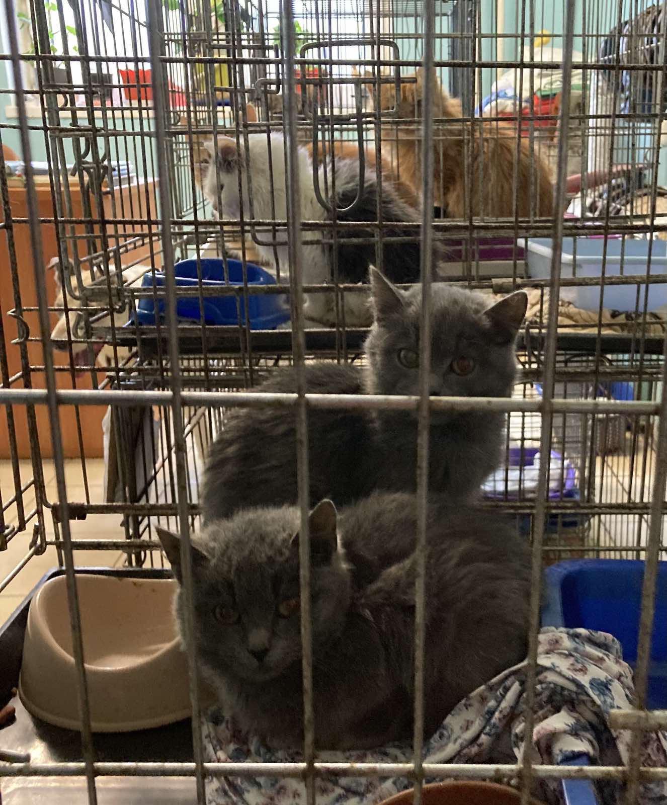 Как Витебский приют «Добрик» Новый год начал? Как Витебский приют «Добрик» Новый год начал?