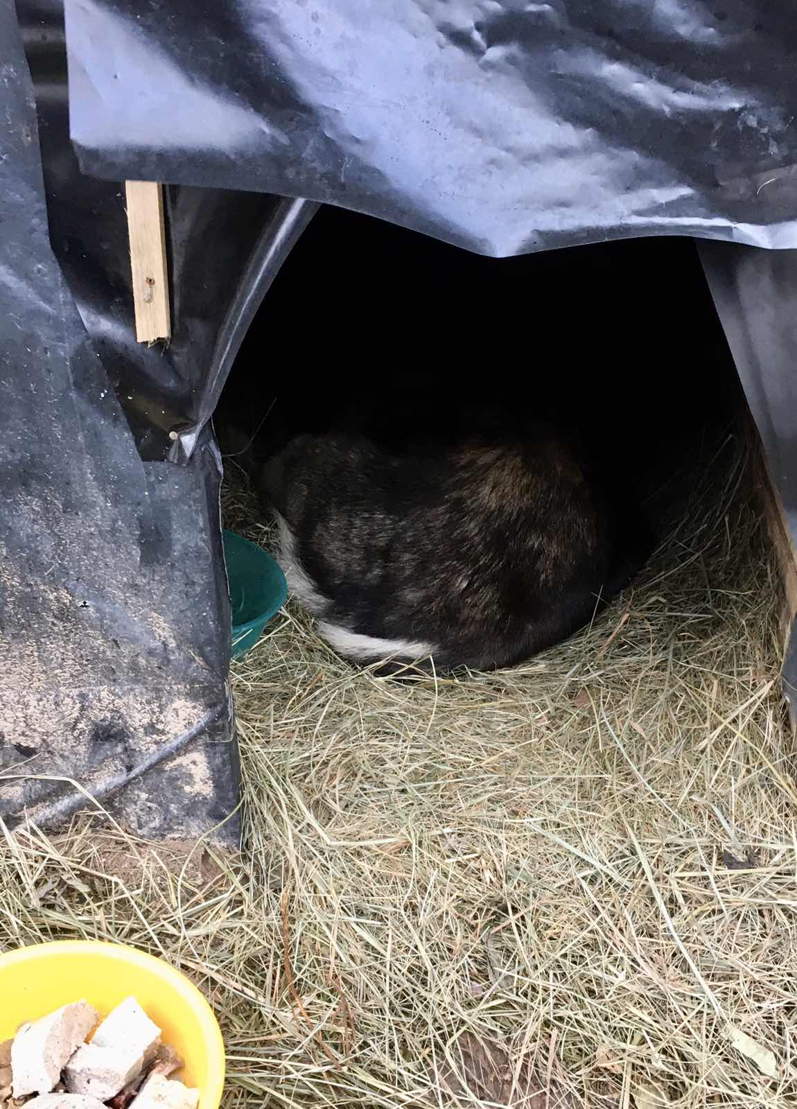 Тутэйшы&nbsp;Хаціка