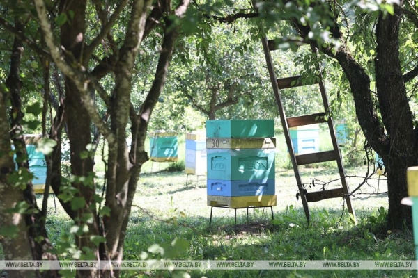 "В нашем роду невестам принято дарить пчел". Необычные традиции в этой семье живут уже семь поколений "В нашем роду невестам принято дарить пчел". Необычные традиции в этой семье живут уже семь поколений