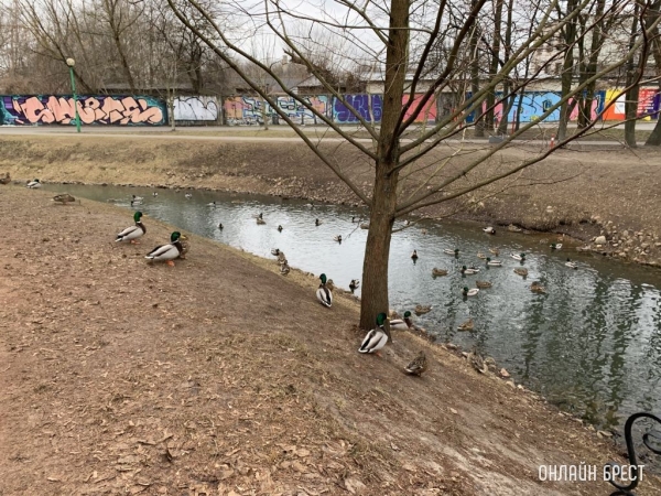 В Бресте и области на 14 марта объявлен оранжевый уровень из-за сильного ветра В Бресте и области на 14 марта объявлен оранжевый уровень из-за сильного ветра