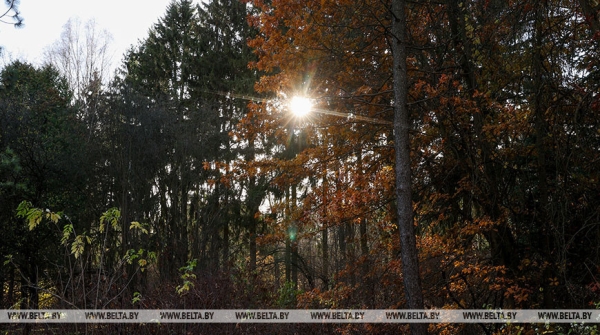 В Стародорожском районе найдена потерявшаяся в лесу пенсионерка В Стародорожском районе найдена потерявшаяся в лесу пенсионерка