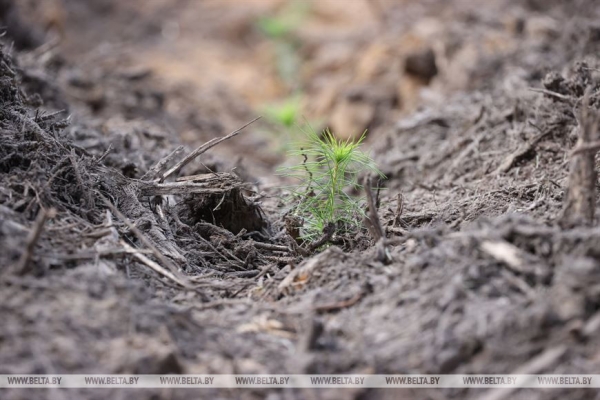 Сергеенко: субботники преображают страну и приобщают молодежь к общественно полезному труду Сергеенко: субботники преображают страну и приобщают молодежь к общественно полезному труду