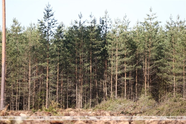 Сергеенко: субботники преображают страну и приобщают молодежь к общественно полезному труду Сергеенко: субботники преображают страну и приобщают молодежь к общественно полезному труду