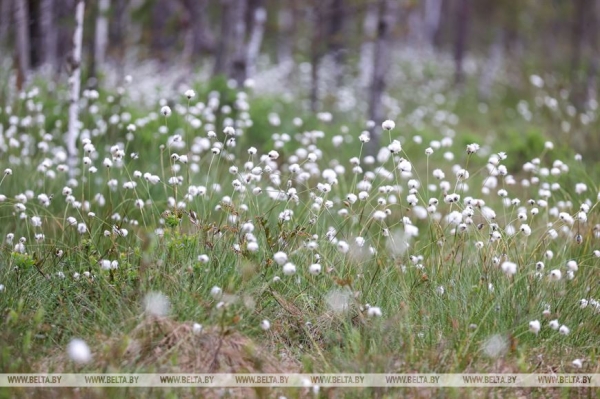 "Нужно пообщаться с природой, чтобы почувствовать релакс". Кто и зачем приезжает к духу болот в заповедник "Нужно пообщаться с природой, чтобы почувствовать релакс". Кто и зачем приезжает к духу болот в заповедник