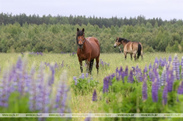 "Нужно пообщаться с природой, чтобы почувствовать релакс". Кто и зачем приезжает к духу болот в заповедник "Нужно пообщаться с природой, чтобы почувствовать релакс". Кто и зачем приезжает к духу болот в заповедник