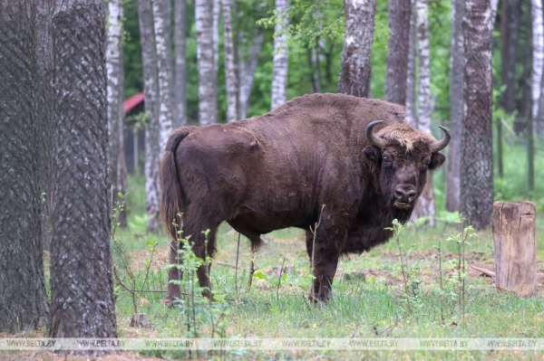 "Нужно пообщаться с природой, чтобы почувствовать релакс". Кто и зачем приезжает к духу болот в заповедник "Нужно пообщаться с природой, чтобы почувствовать релакс". Кто и зачем приезжает к духу болот в заповедник