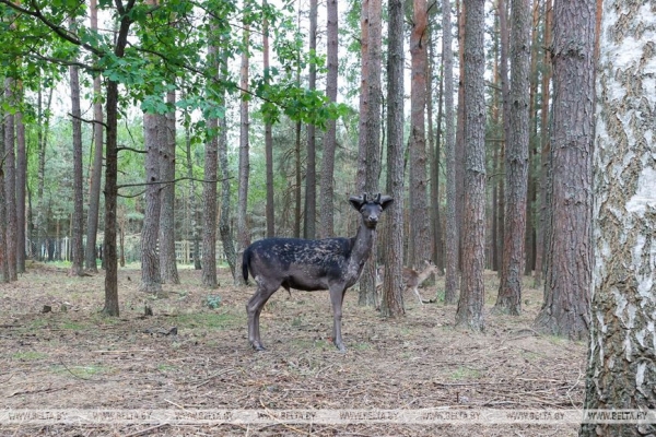 "Нужно пообщаться с природой, чтобы почувствовать релакс". Кто и зачем приезжает к духу болот в заповедник "Нужно пообщаться с природой, чтобы почувствовать релакс". Кто и зачем приезжает к духу болот в заповедник