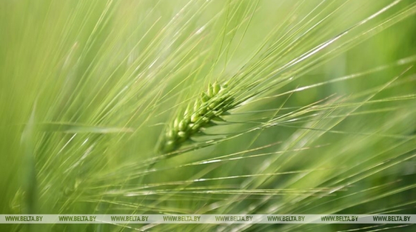 Переломный момент в сельском хозяйстве. Какой сельхозкультуре Лукашенко уделяет особое внимание Переломный момент в сельском хозяйстве. Какой сельхозкультуре Лукашенко уделяет особое внимание