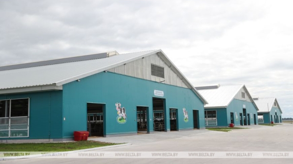 Лукашенко: наша задача - за пятилетку уйти от диких ферм и построить технологичные комплексы