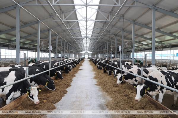 Окно возможностей, большое молоко, эксперименты на полях и спасенный базар. Итоги фестивальной недели Президента