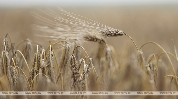"Мы не ошиблись". Вице-премьер об увеличении посевов озимого ячменя "Мы не ошиблись". Вице-премьер об увеличении посевов озимого ячменя