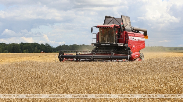 В Беларуси намолочено более 1 млн тонн зерна колосовых культур