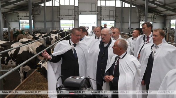Лукашенко: наша задача - за пятилетку уйти от диких ферм и построить технологичные комплексы
