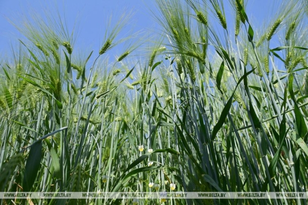 Переломный момент в сельском хозяйстве. Какой сельхозкультуре Лукашенко уделяет особое внимание Переломный момент в сельском хозяйстве. Какой сельхозкультуре Лукашенко уделяет особое внимание