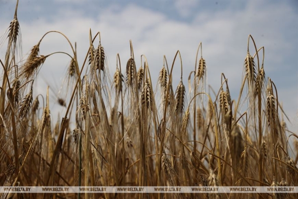 "Мы не ошиблись". Вице-премьер об увеличении посевов озимого ячменя "Мы не ошиблись". Вице-премьер об увеличении посевов озимого ячменя