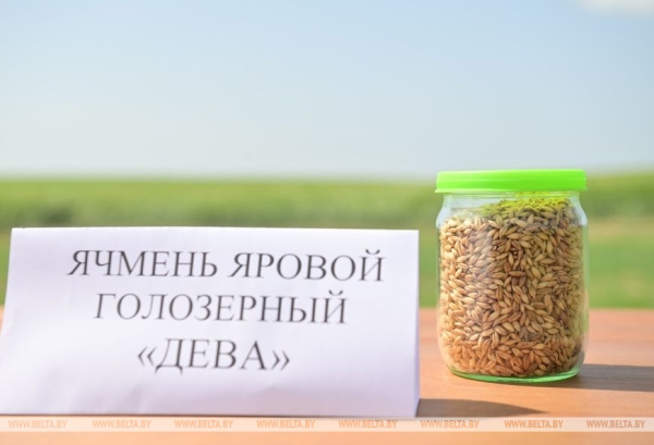 Переломный момент в сельском хозяйстве. Какой сельхозкультуре Лукашенко уделяет особое внимание Переломный момент в сельском хозяйстве. Какой сельхозкультуре Лукашенко уделяет особое внимание