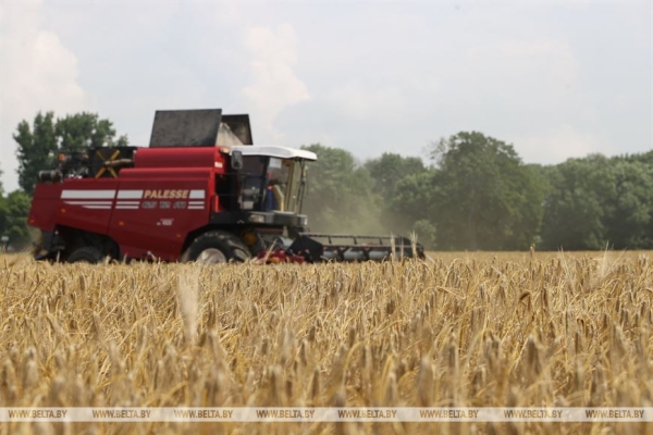 "Мы не ошиблись". Вице-премьер об увеличении посевов озимого ячменя "Мы не ошиблись". Вице-премьер об увеличении посевов озимого ячменя