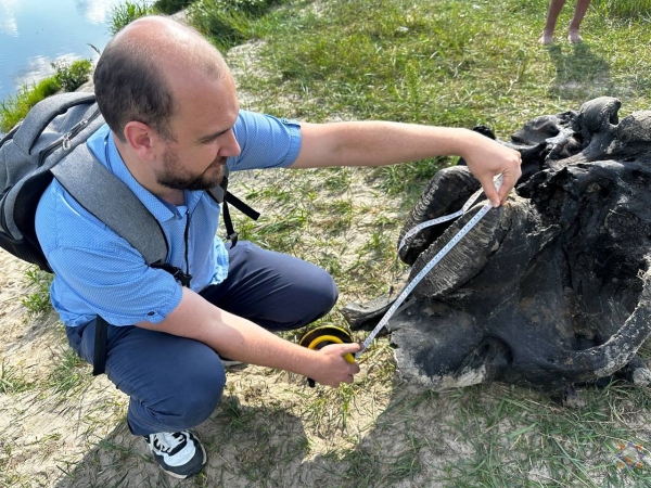 В Беларуси нашли останки мамонта