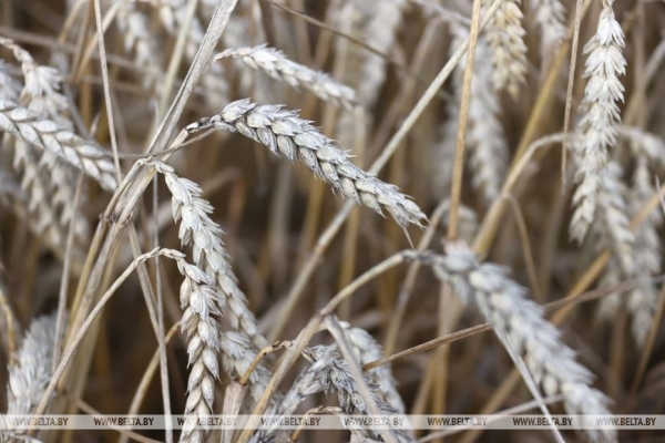 Лукашенко ставит задачу выходить на темпы уборочной в 6% площадей в день Лукашенко ставит задачу выходить на темпы уборочной в 6% площадей в день