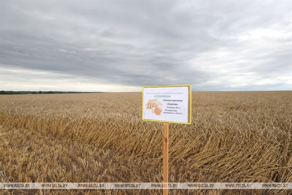 Лукашенко ставит задачу выходить на темпы уборочной в 6% площадей в день Лукашенко ставит задачу выходить на темпы уборочной в 6% площадей в день