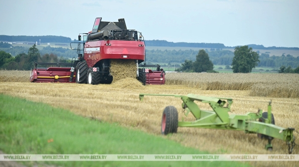 Лукашенко ставит задачу выходить на темпы уборочной в 6% площадей в день Лукашенко ставит задачу выходить на темпы уборочной в 6% площадей в день