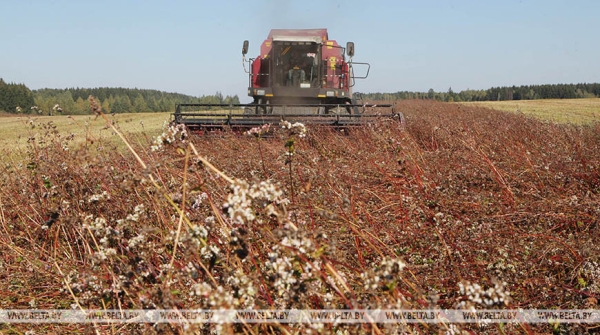 Минсельхозпрод дал прогноз на урожай крупяных культур этого года Минсельхозпрод дал прогноз на урожай крупяных культур этого года