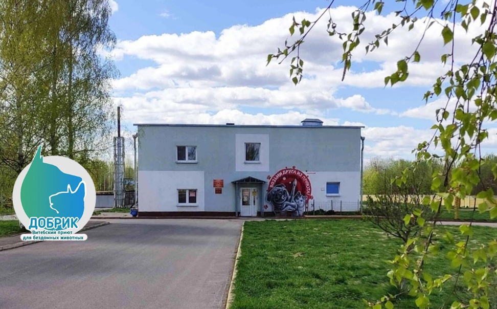 Витебскому приюту для животных «Добрик» — 12 лет Витебскому приюту для животных «Добрик» — 12 лет
