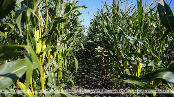 Хозяйства Беларуси намолотили 51,1 тыс. тонн кукурузы на зерно Хозяйства Беларуси намолотили 51,1 тыс. тонн кукурузы на зерно