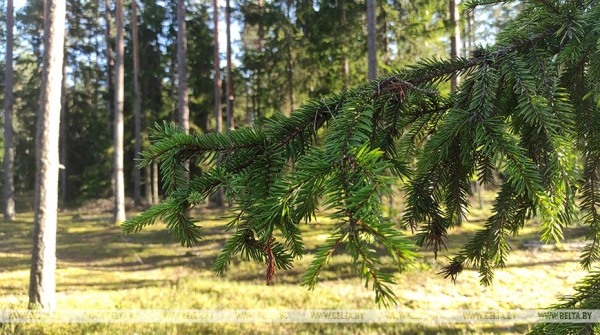 На этом сегодня можно озолотиться. Какую отрасль Лукашенко считает равнозначной сельскому хозяйству