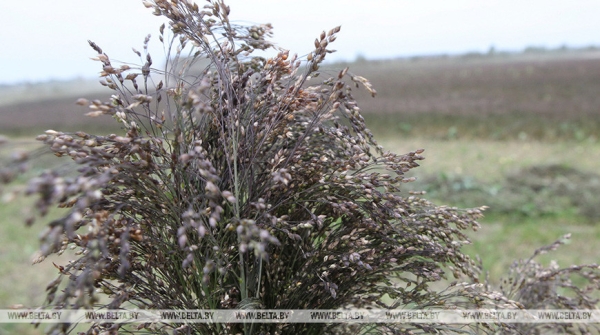 Минсельхозпрод дал прогноз на урожай крупяных культур этого года Минсельхозпрод дал прогноз на урожай крупяных культур этого года