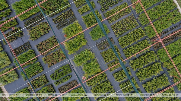 На этом сегодня можно озолотиться. Какую отрасль Лукашенко считает равнозначной сельскому хозяйству