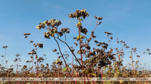 Минсельхозпрод дал прогноз на урожай крупяных культур этого года Минсельхозпрод дал прогноз на урожай крупяных культур этого года