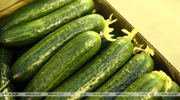 Лукашенко потребовал принять меры для снижения цен на овощи в межсезонье Лукашенко потребовал принять меры для снижения цен на овощи в межсезонье