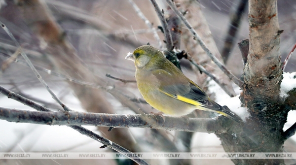 Сильный ветер и мокрый снег ждут нас в пятницу, субботу и воскресенье Сильный ветер и мокрый снег ждут нас в пятницу, субботу и воскресенье