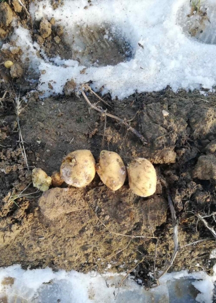 В Беларуси нашли поле со 150 тоннами неубранной картошки