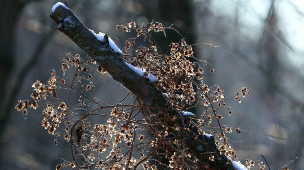 Оранжевый уровень опасности из-за сильного ветра и гололедицы объявлен в Беларуси на 11 января