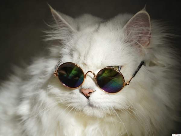 «Подайте бедному коту Базилио…»,  или Кому помочь материально?