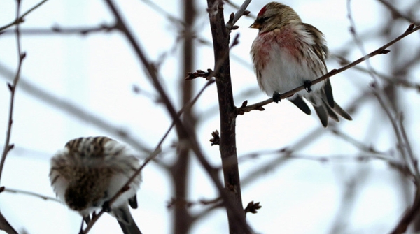 Мокрый снег и до -12°С ожидается сегодня в Беларуси