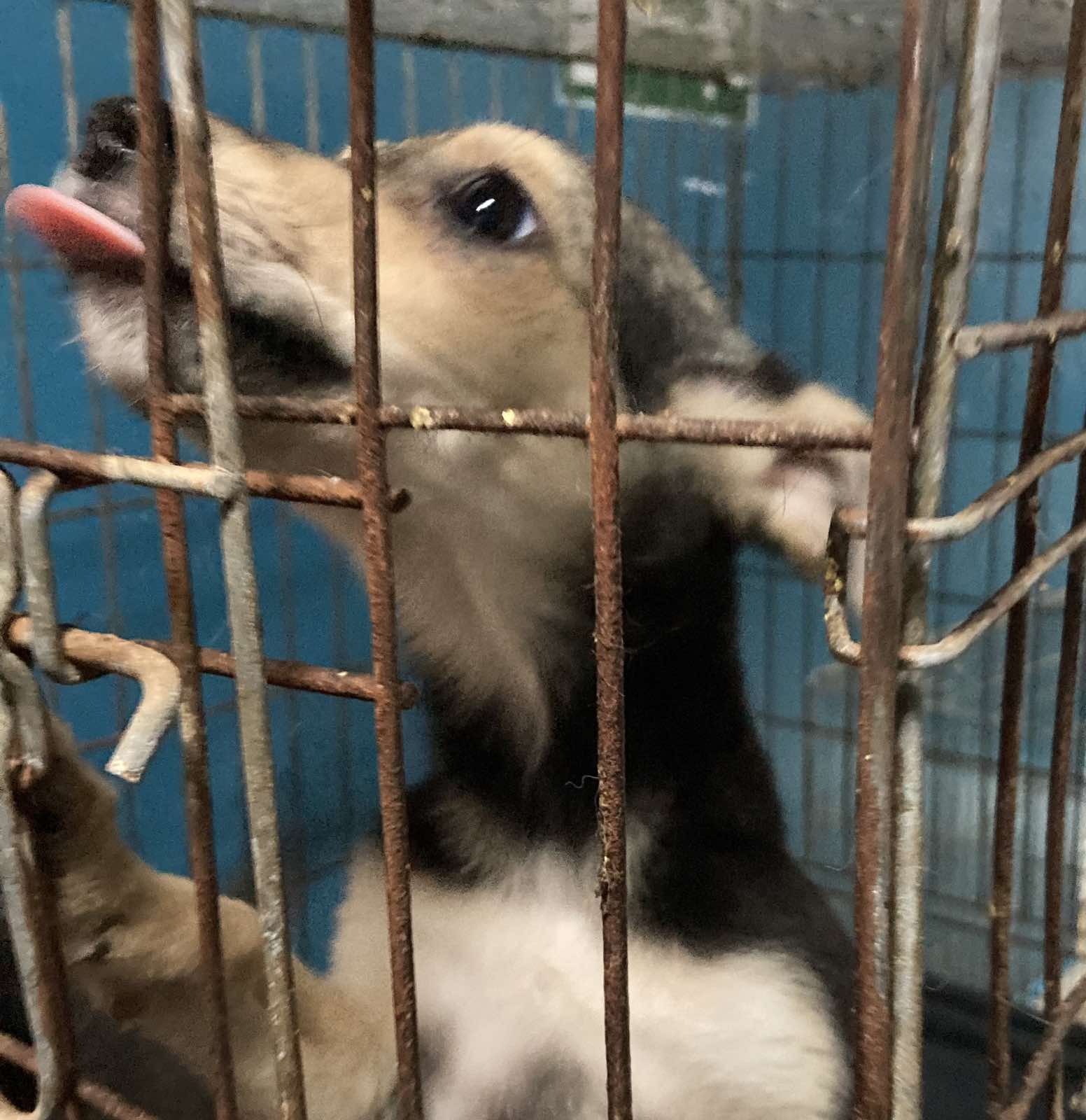 Как Витебский приют «Добрик» Новый год начал? Как Витебский приют «Добрик» Новый год начал?