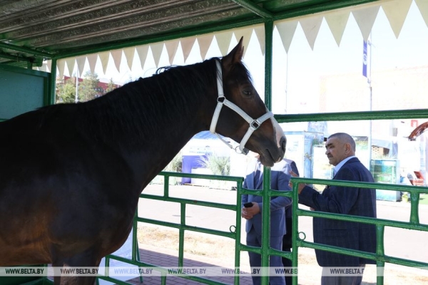 Новые разработки, выгодные контракты и активности. Чем запомнилась выставка "Белагро-2023" Новые разработки, выгодные контракты и активности. Чем запомнилась выставка "Белагро-2023"