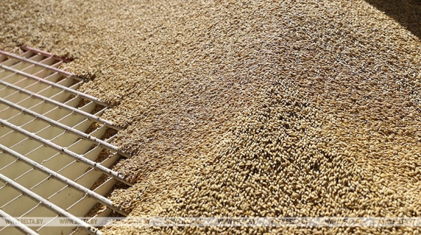 Похититель зерна в Стародорожском районе напал на бухгалтера сельхозпредприятия Похититель зерна в Стародорожском районе напал на бухгалтера сельхозпредприятия