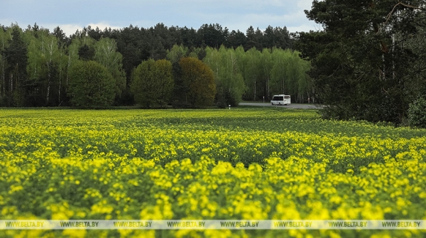 Брыло об урожае-2023: погода немного выбивает из колеи, но из ситуации выйдем достойно Брыло об урожае-2023: погода немного выбивает из колеи, но из ситуации выйдем достойно