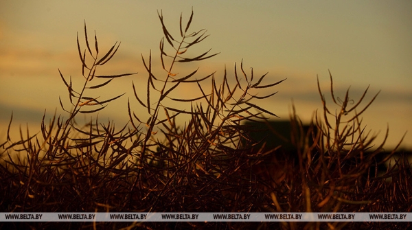 Оправдалась ли ставка Лукашенко на сельское хозяйство? Рассказываем в цифрах