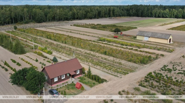Когда деревья стали большими Когда деревья стали большими