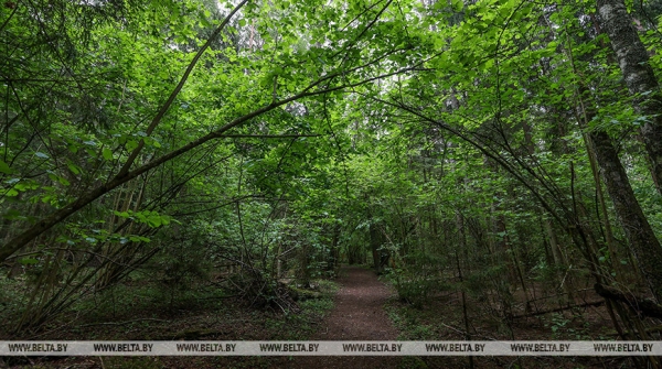 Более 30 человек привлекались для поиска пропавшей женщины в Стародорожском районе Более 30 человек привлекались для поиска пропавшей женщины в Стародорожском районе