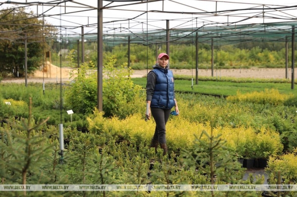 Когда деревья стали большими Когда деревья стали большими