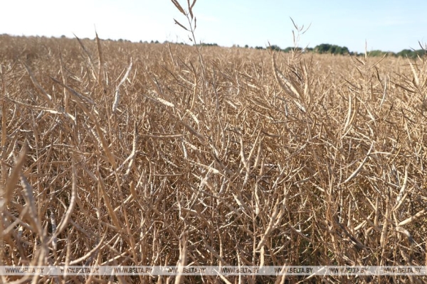 Полевые будни, международный замес и Олимпиада Содружества. Акценты аграрно-спортивной недели Президента