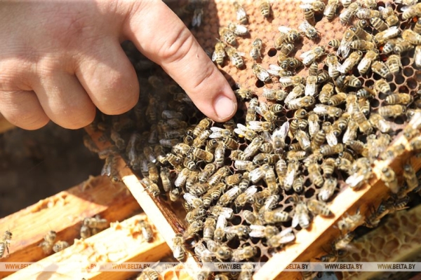 "В нашем роду невестам принято дарить пчел". Необычные традиции в этой семье живут уже семь поколений "В нашем роду невестам принято дарить пчел". Необычные традиции в этой семье живут уже семь поколений